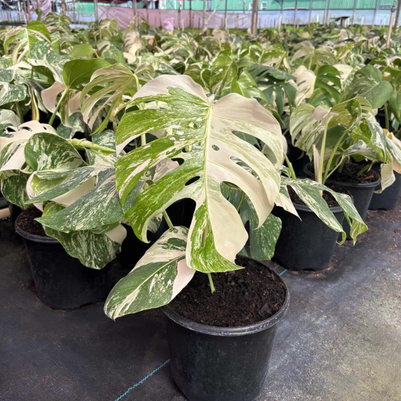 Variegated Albo Monstera Seeds