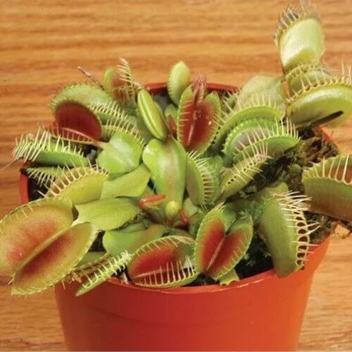 Venus Flytrap All Green Seeds