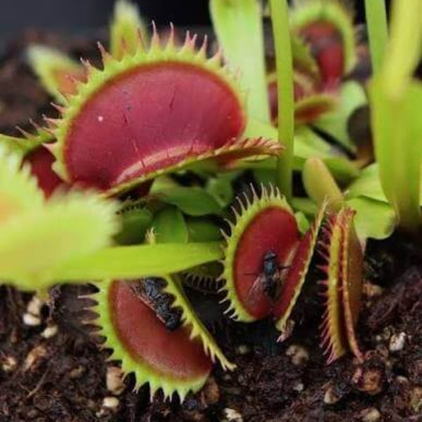 Venus Flytrap Asura OP Seeds