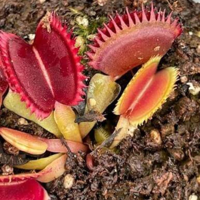 Venus Flytrap Asura OP Seeds