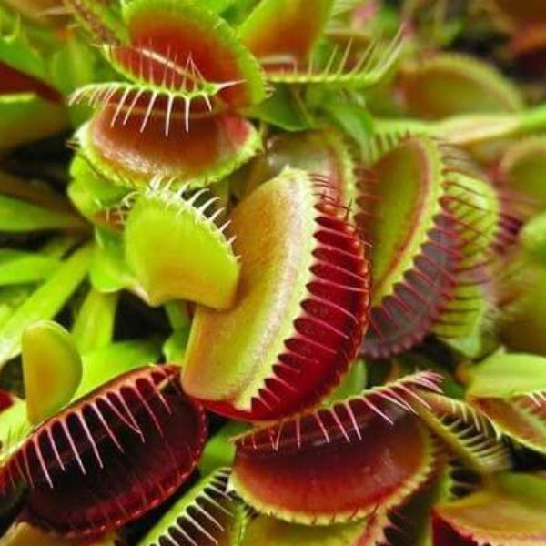 Venus Flytrap Big Mouth OP Seeds