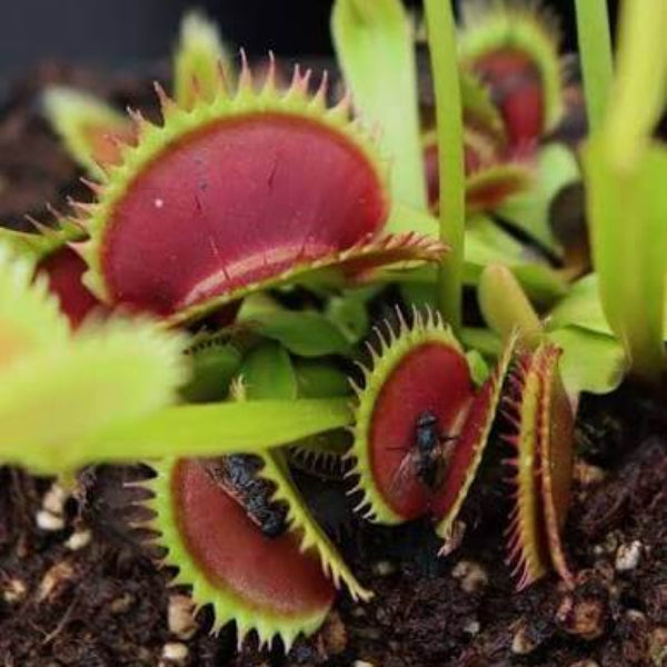 Venus Flytrap Brutal Shark OP Seeds