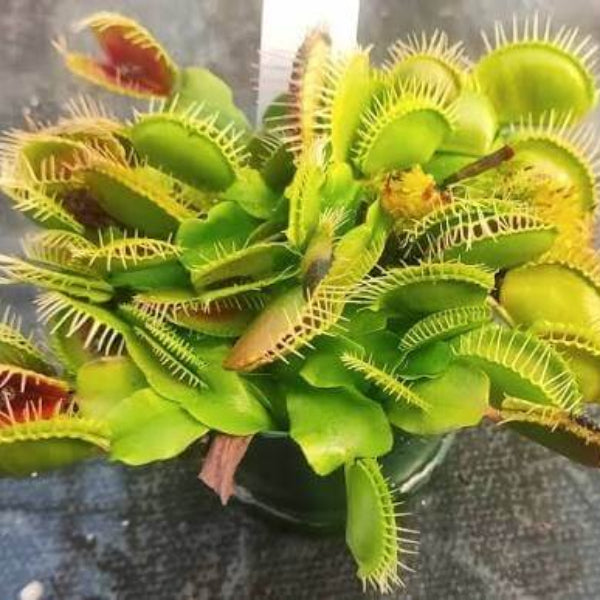 Venus Flytrap Brutal Shark Seeds