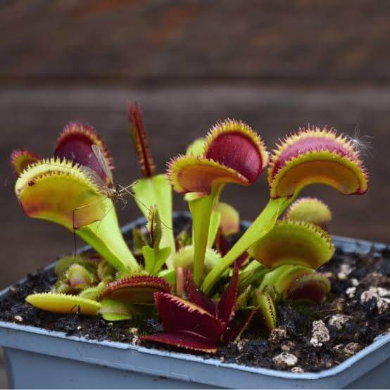 Venus Flytrap Claytons Volcanic Red Seeds