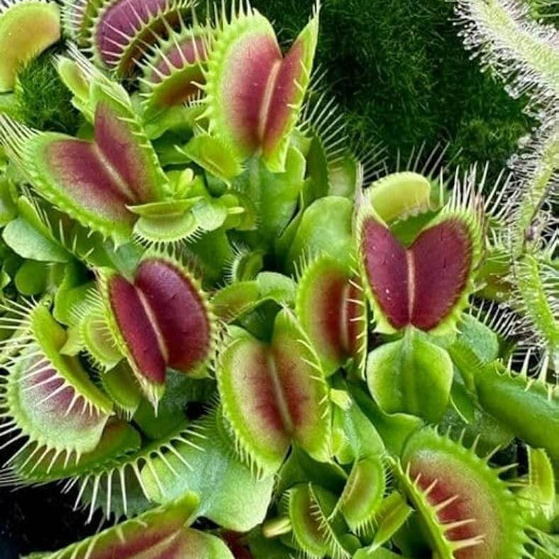 Venus Flytrap Cracker OP Seeds