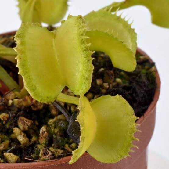 Venus Flytrap Green Mutant Seeds