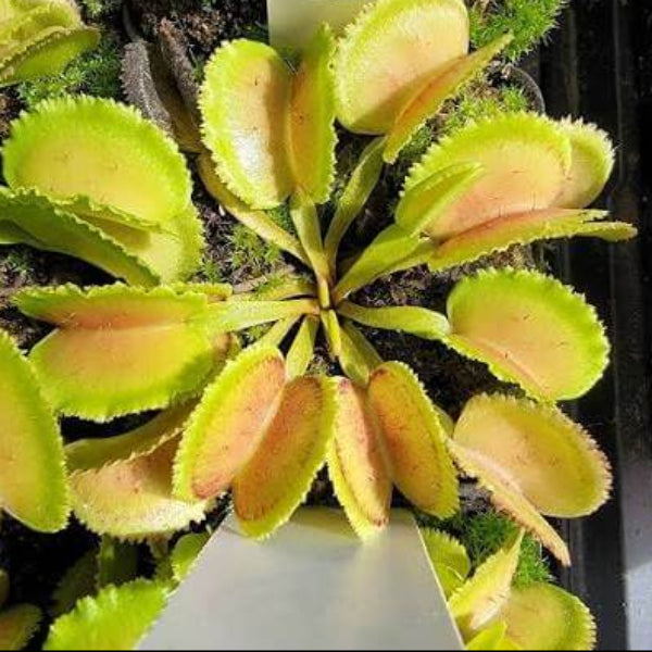Venus Flytrap Megatraps OP Seeds