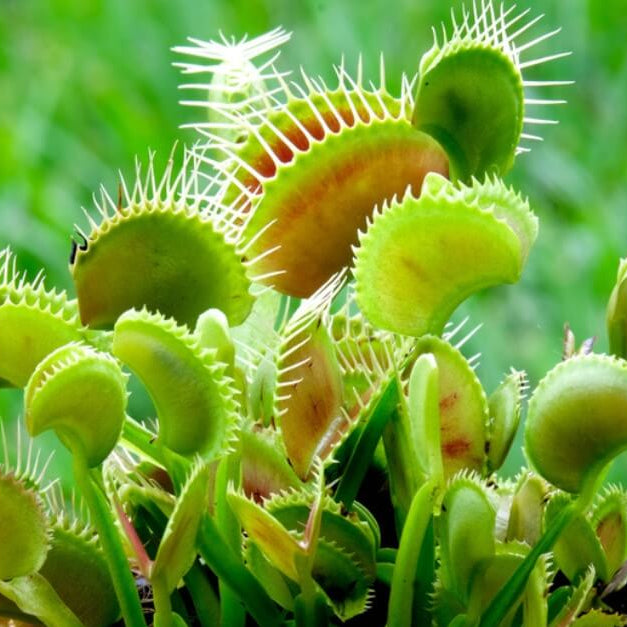 Venus Flytrap Orange Fire OP Seeds