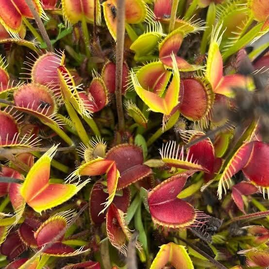 Venus Flytrap Red Mix Seeds