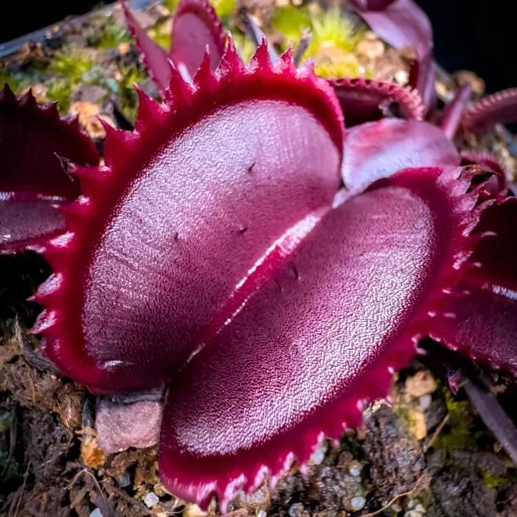 Venus Flytrap Red Purple Seeds