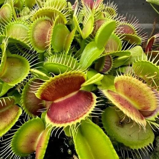 Venus Flytrap Royal Red Seeds