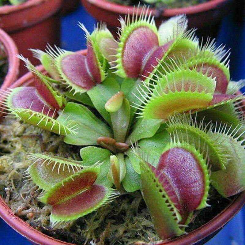 Venus Flytrap SW Giant Seeds