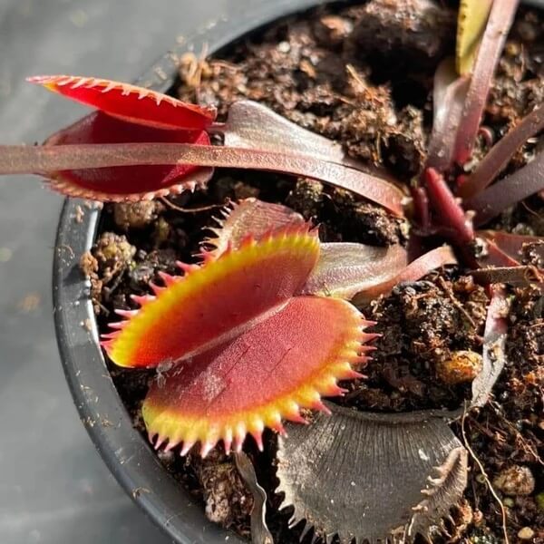 Venus Flytrap Sawtooth Mix Seeds