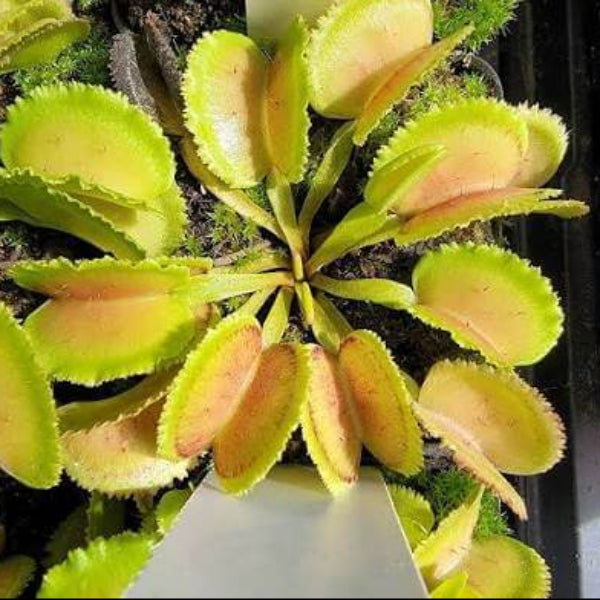 Venus Flytrap Wave Clip OP Seeds