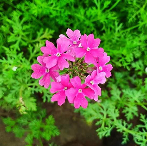 Verbena Seeds