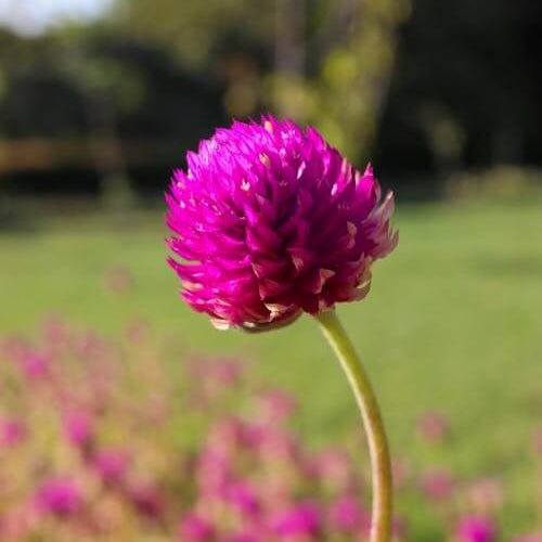 Vibrant Globe Amaranth Seeds
