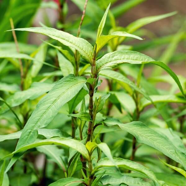 Vietnamese Cilantro Seeds - Flower Plant