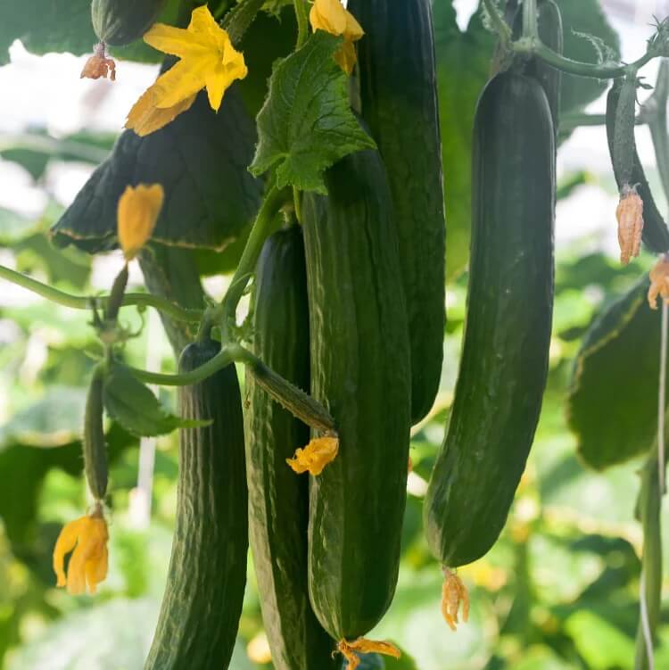 Vine Cucumber Seeds