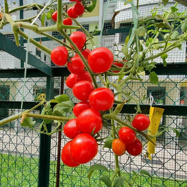 Vine Ripened Sweet Tomato seeds