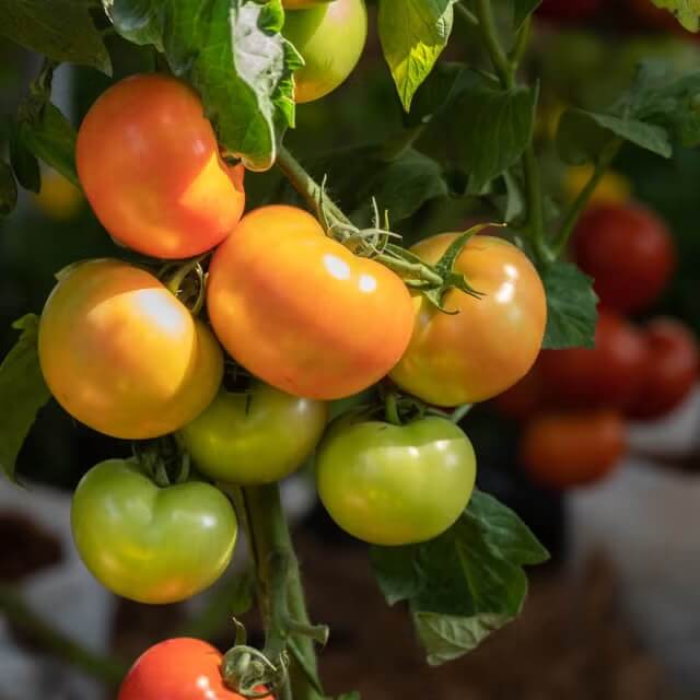 Vine Tomato Seeds
