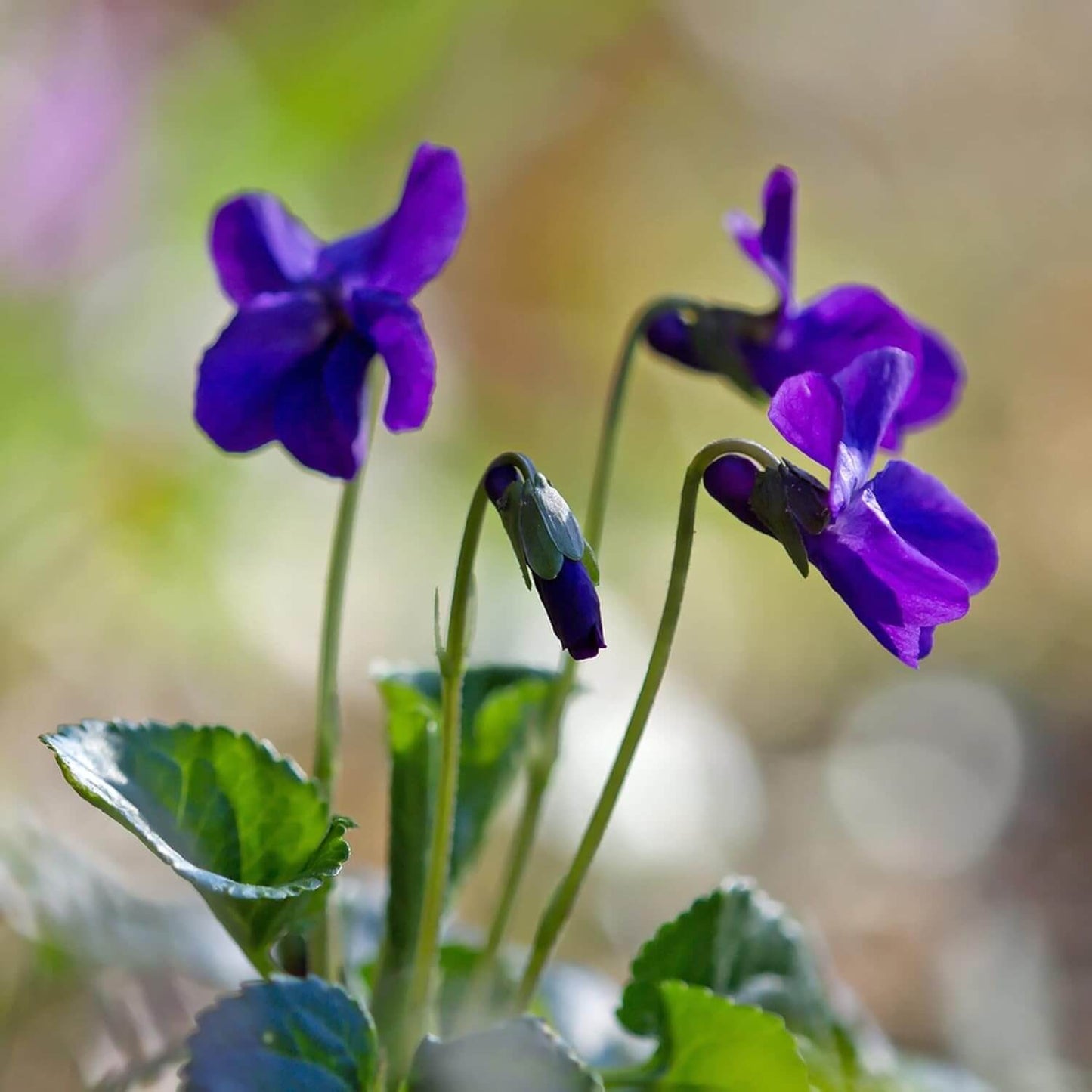Viola Odorata seeds - Flower Plant
