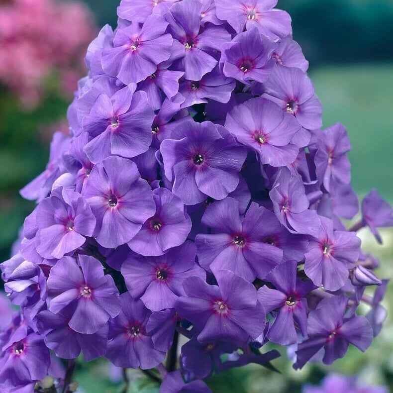 Violet Phlox Seeds