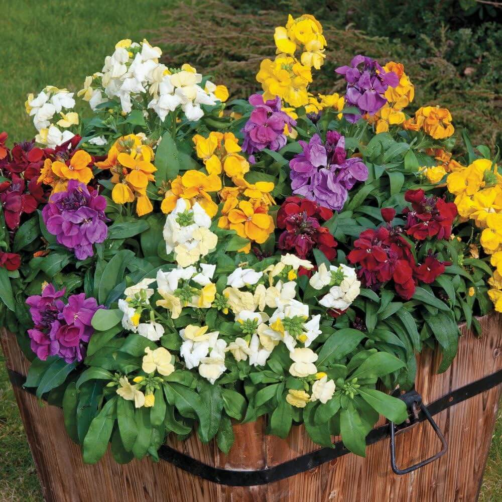 Wallflower Seeds - Flower Plant
