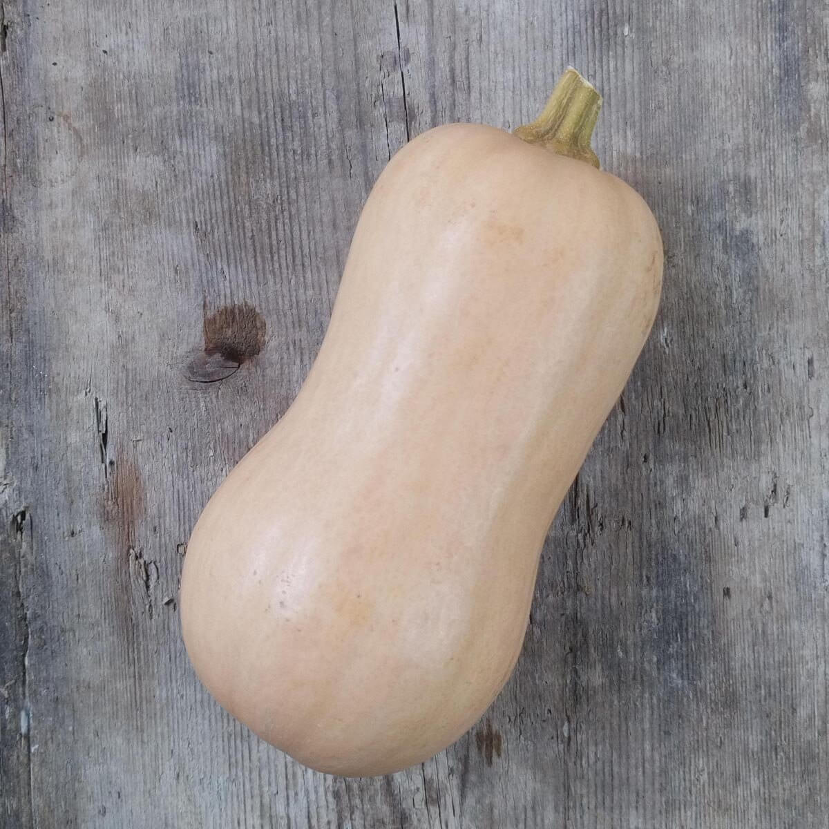 Waltham butternut squash seeds - Vegetable Plant