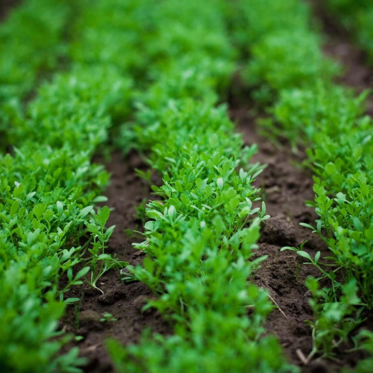 Watercress Seeds - Vegetable Plant for Home Gardens