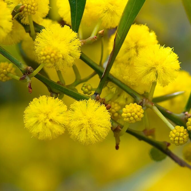 Wattle seeds - Flower Plant for Home Gardens