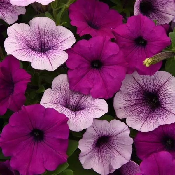 Wave Petunia Seeds - Flower Plant
