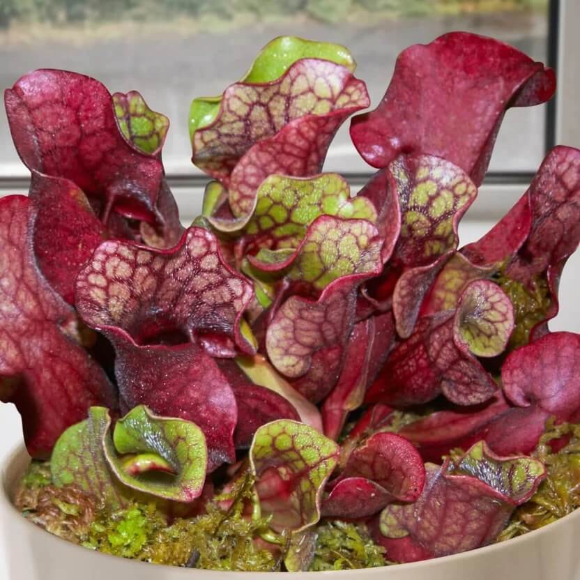 Wetland Pitcher Plant Seeds