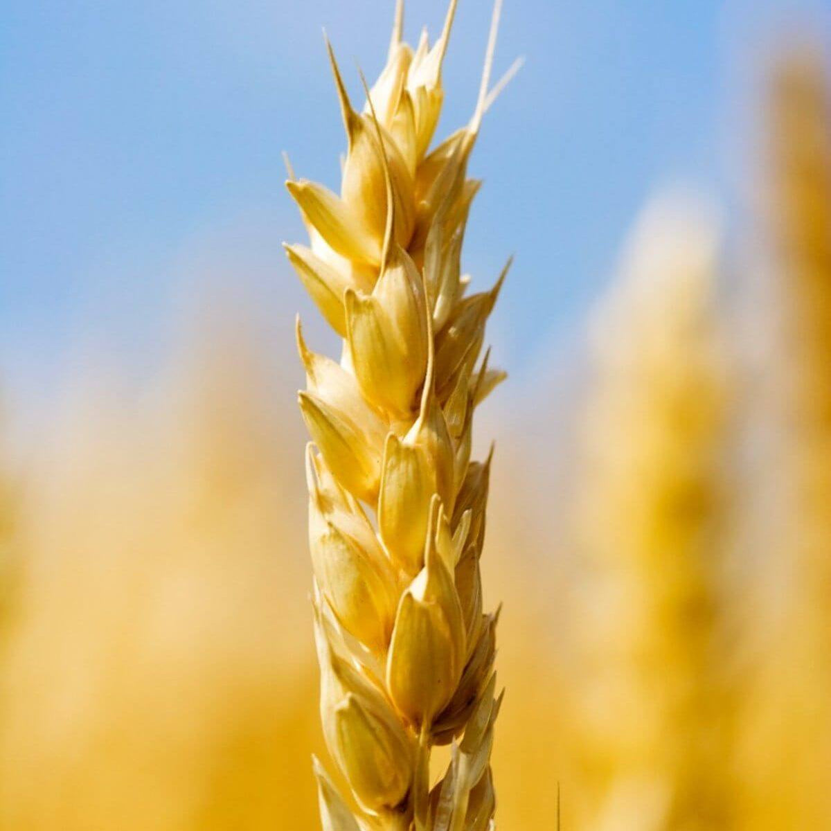 Wheat Seeds - Vegetable Plant for Home Gardens