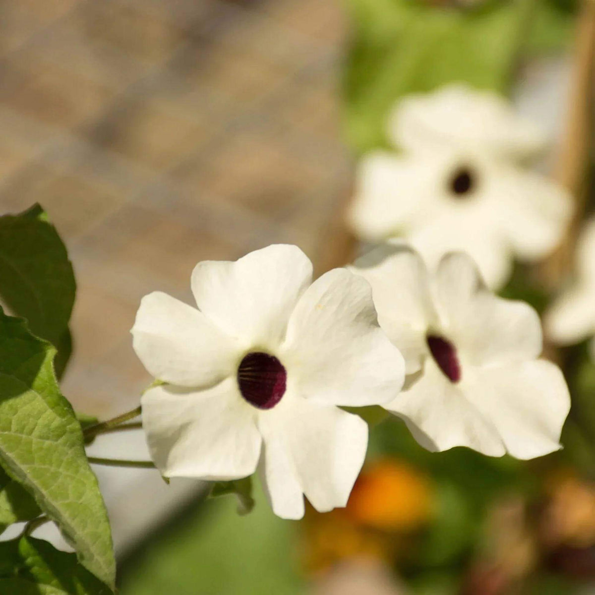 White-Eyed Susan Vine Seeds - Heirloom Flower Plant for Home Gardens