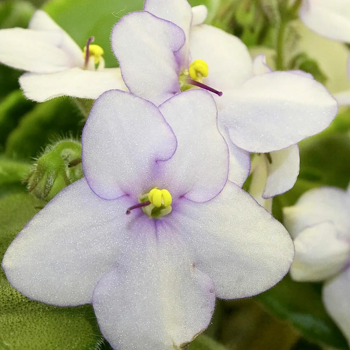 White African Violet Seeds - Flower Plant