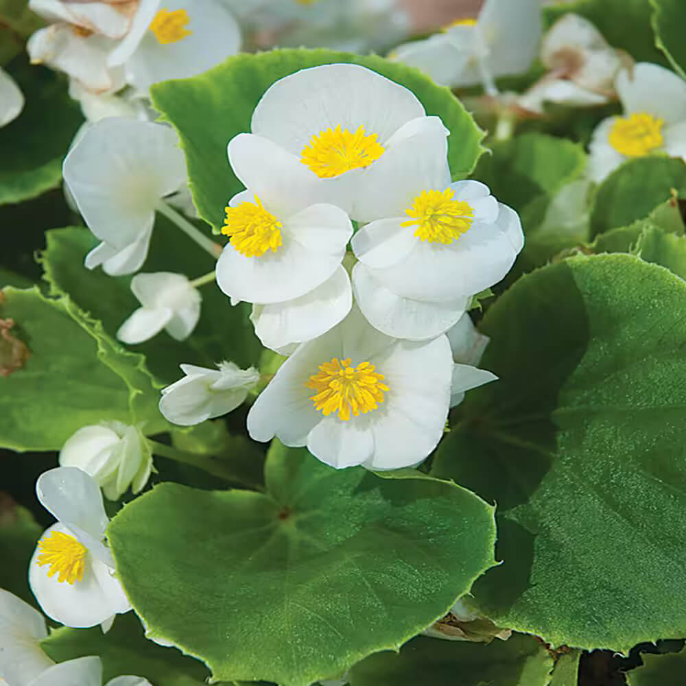 White Begonia Seeds