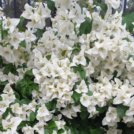White Cascade Bougainvillea Seeds