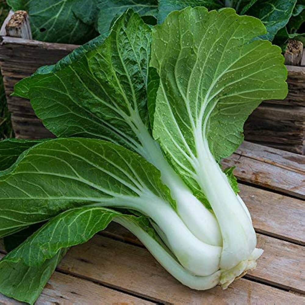 White Choi Bok Choy Seeds