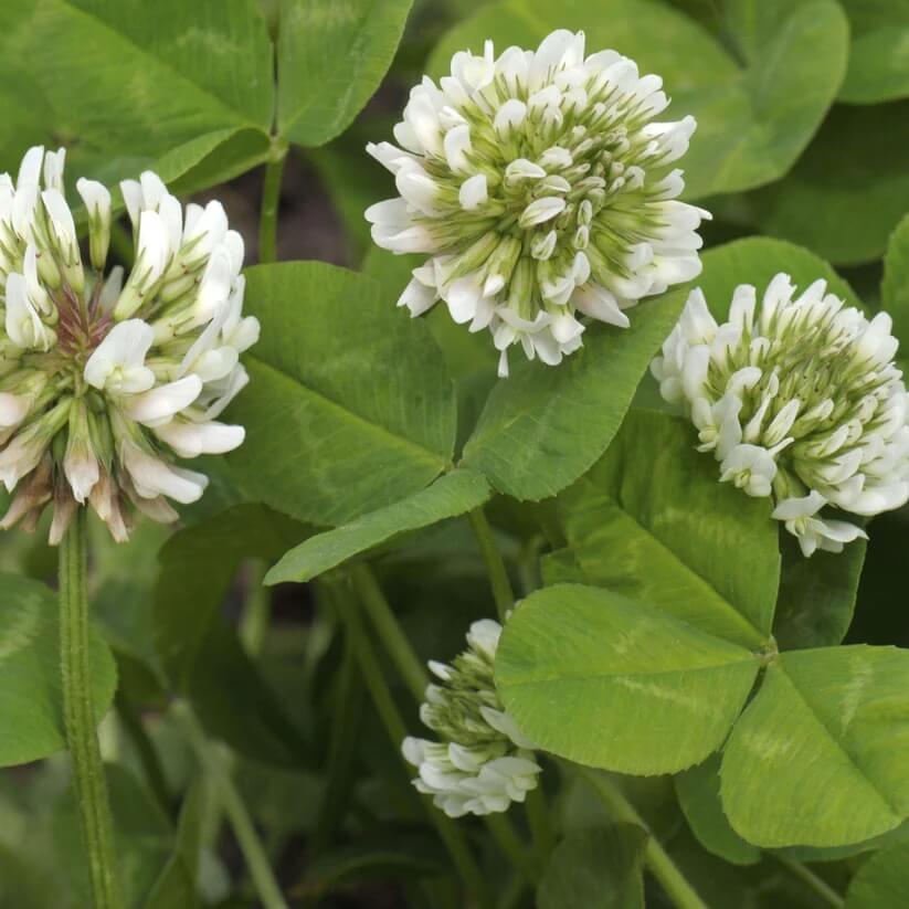 White Clover Seeds