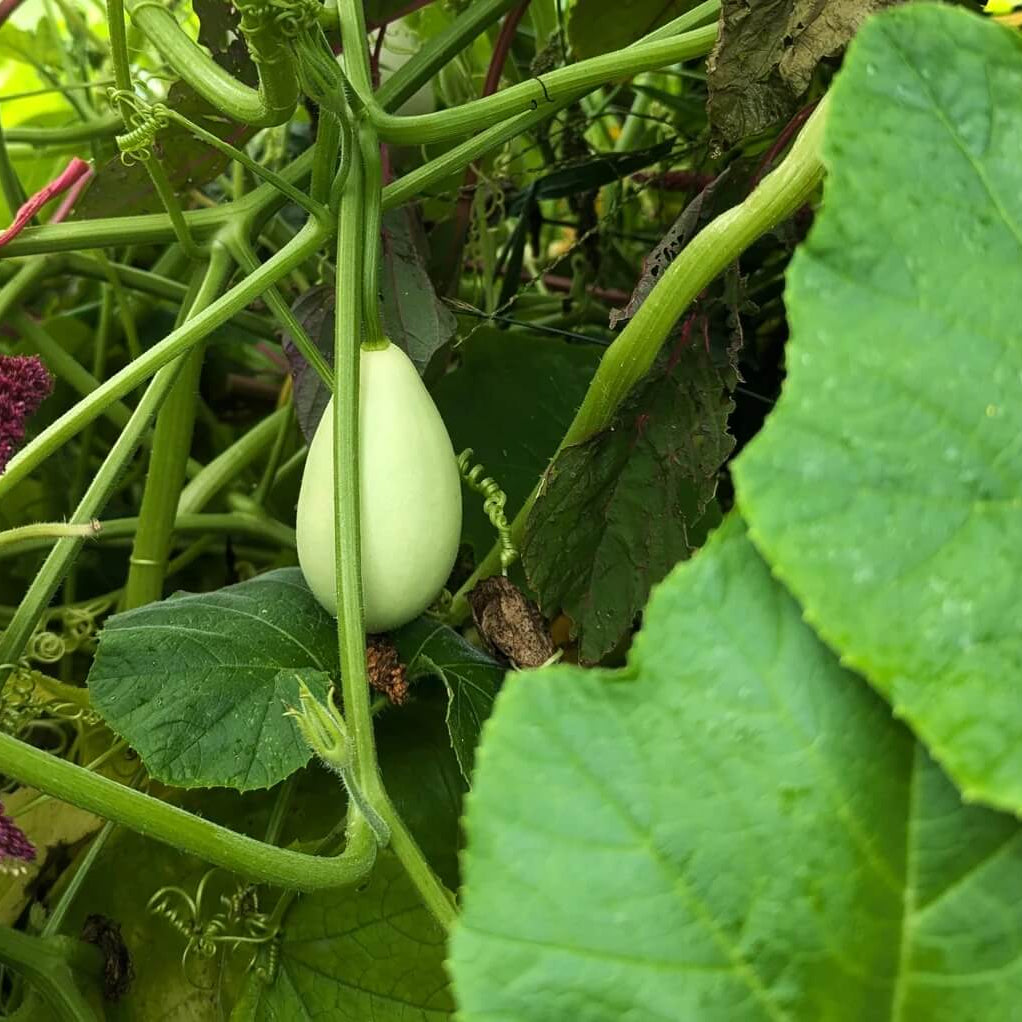 White Egg Nest Egg Gourd Seeds
