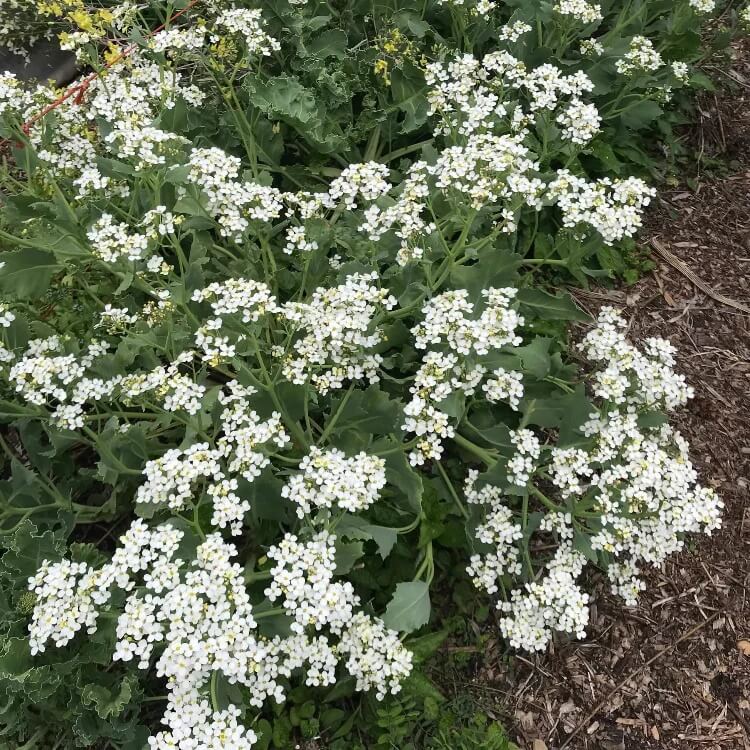 White Flower Sea Kale Seeds