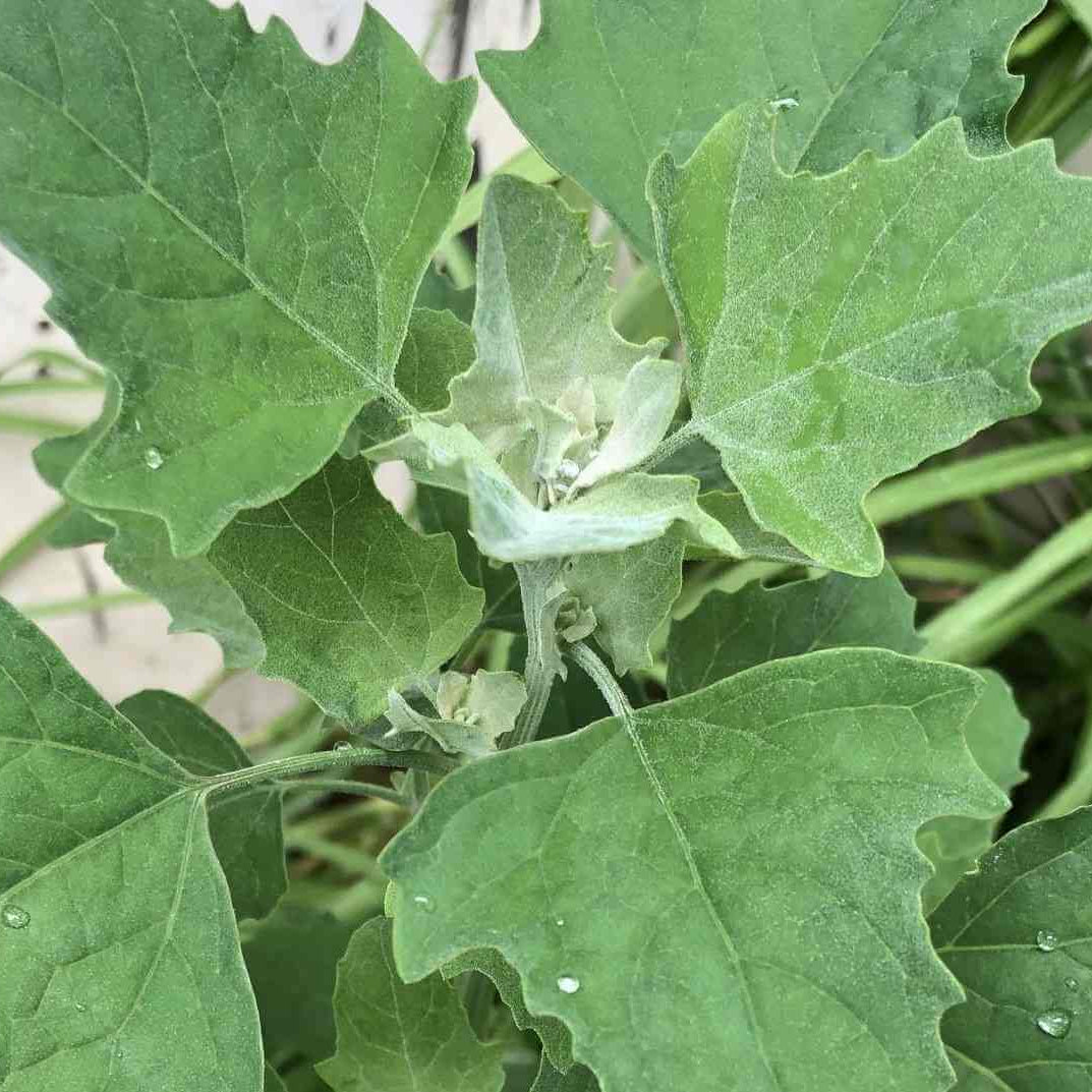 White Goosefoot Lambs Quarter Seeds