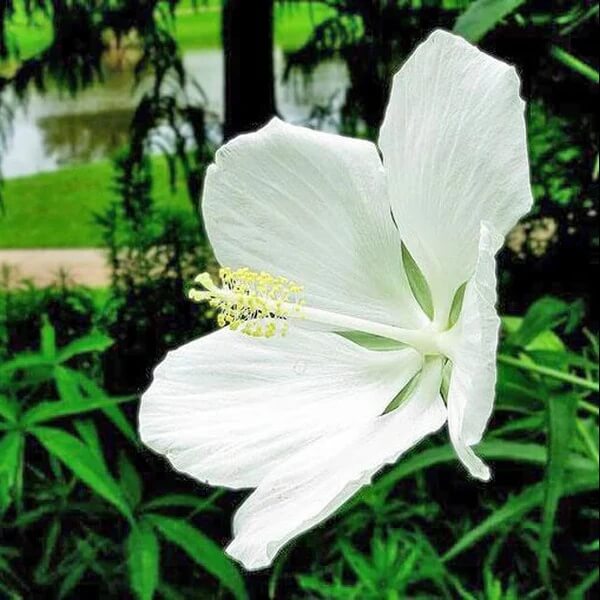 White Hibiscus Coccineus Seeds