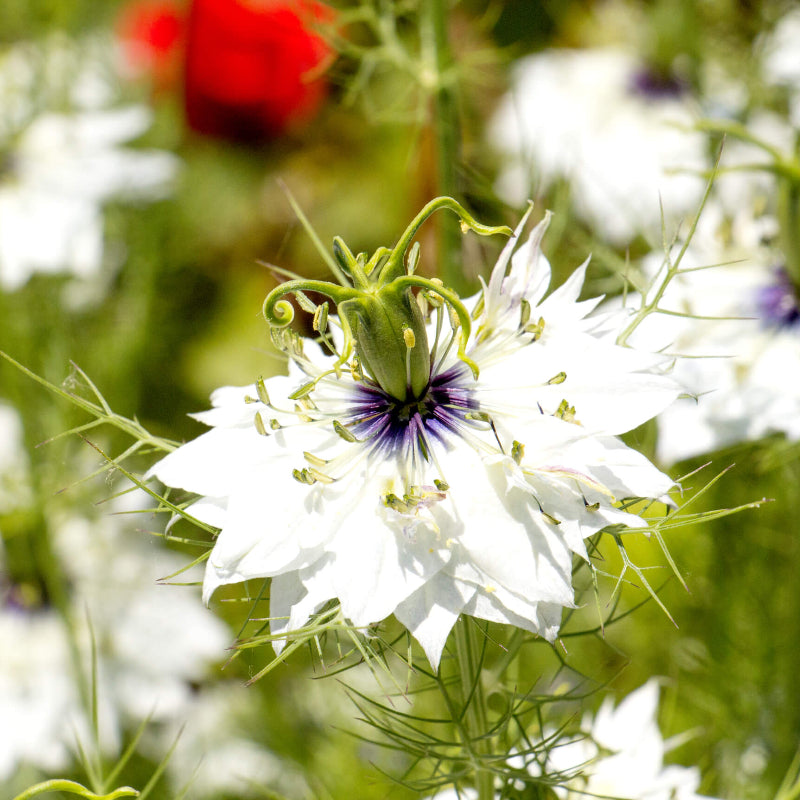White Love-in-a-Mist Seeds - Heirloom Flower Plant for Home Gardens