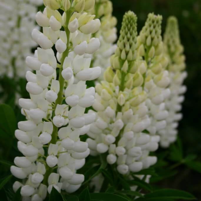 White Lupine Seeds - Flower Plant