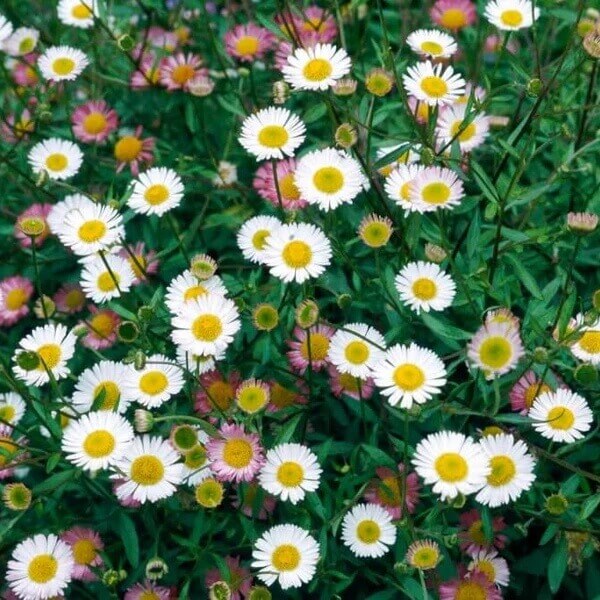 White Mexican Fleabane Seeds - Flower Plant