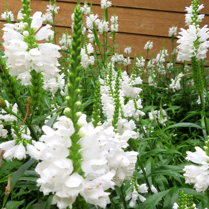 White Obedient Plant Seeds