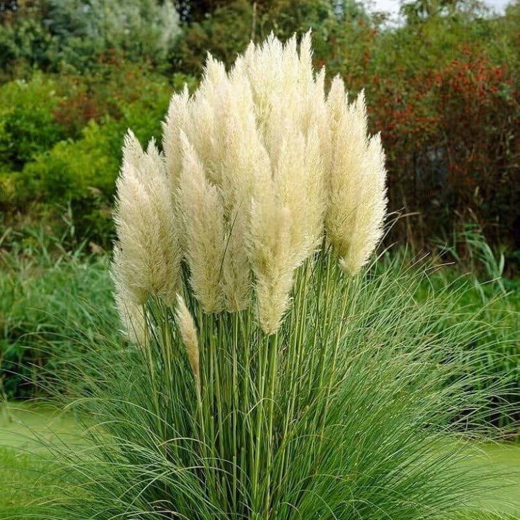 White Pampas Grass Seeds - Flowering Grass Seeds for Home Gardens