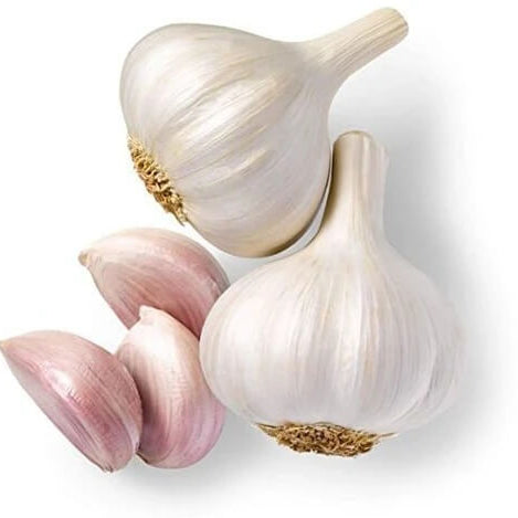 White Porcelain Garlic Seeds