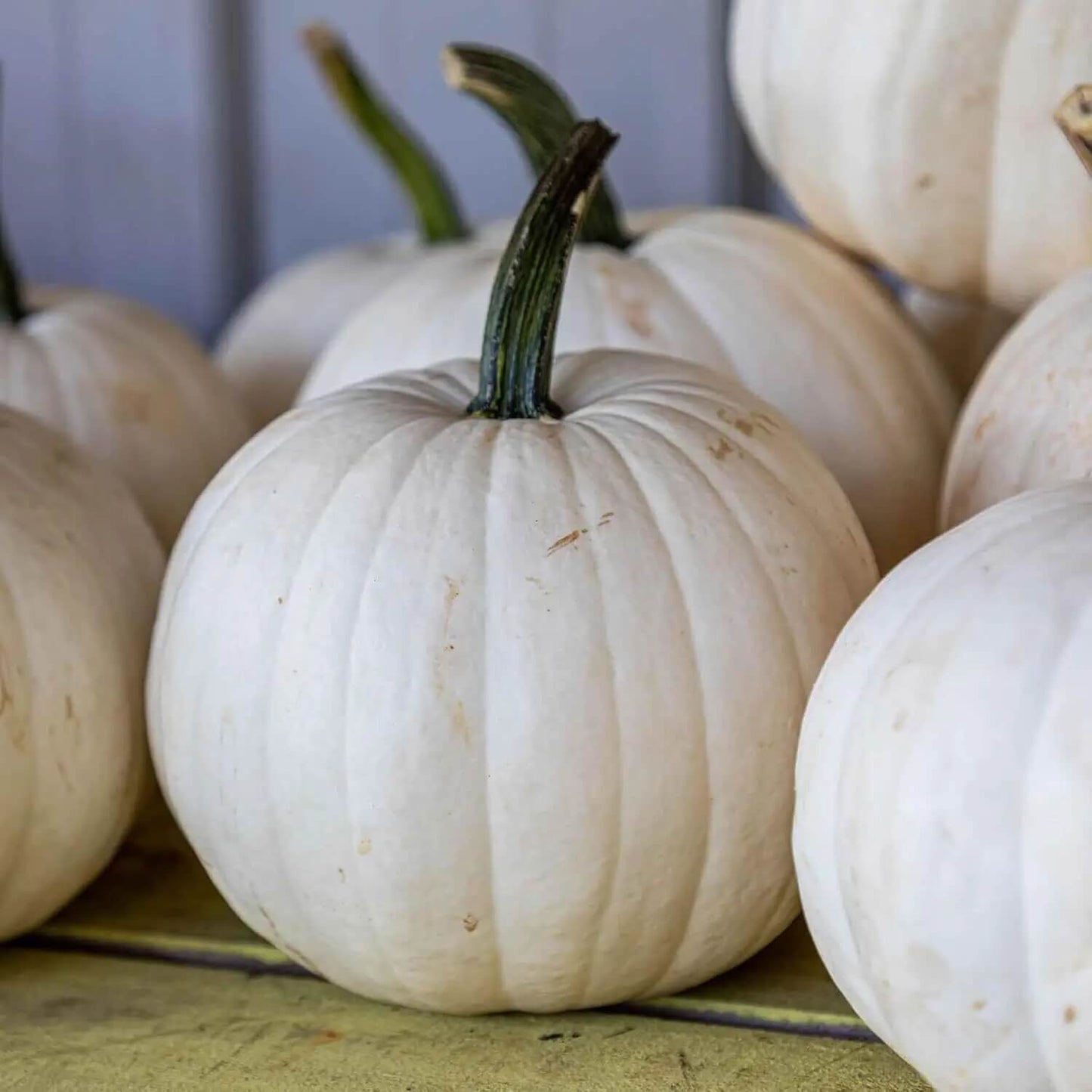 White Pumpkin Seeds